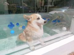 -BABYDOG宝贝狗宠物乐园(欧洲城店)