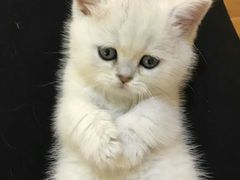 -喵zoo家庭繁育猫舍(尖东智能花园店)