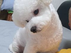 -艾贝尔宠物医院 ·内科全科(梁溪路店)