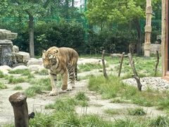 -上海野生动物园老虎餐厅