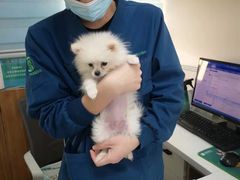 -瑞派雷欧宠物医院·24h夜诊·心脏骨科牙科·全科重症转诊中心(无影山店)