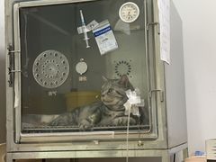 -北京观赏动物医院·24小时大型综合·猫专科·异宠专科