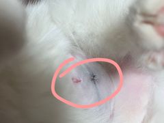 -关爱宠物医院·猫科中心·消化科(滨湖万达分院)