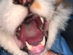 -瑞派先诺宠物医院•猫专科•普外科•中兽医(佛山院)