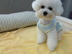 -翊宠yipet猫狗购宠庄园犬舍•猫舍