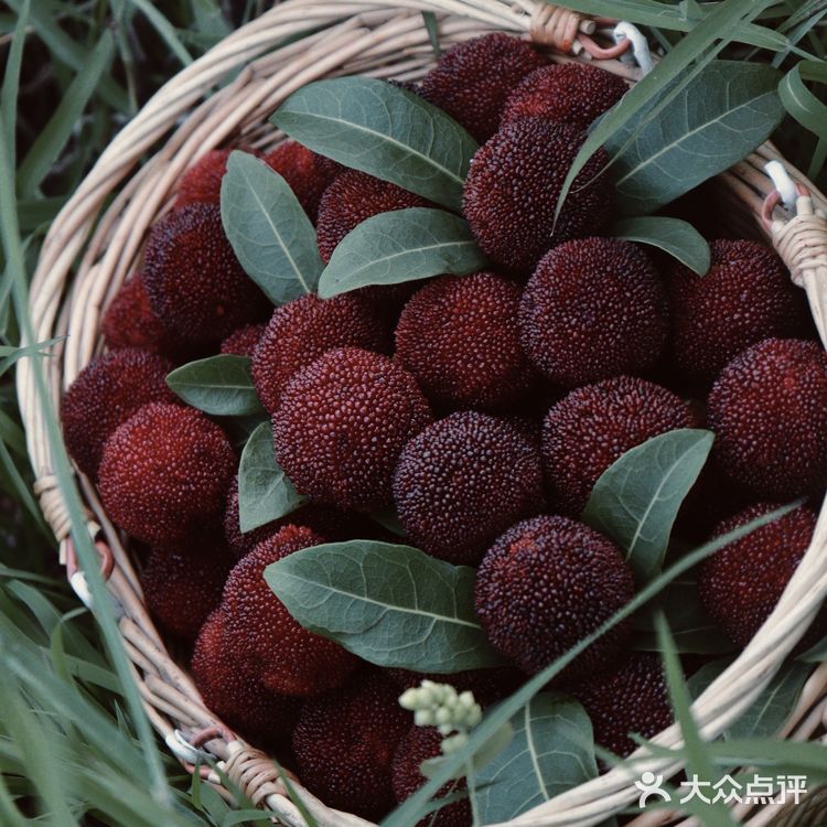 江浙沪周边游 | 又到杨梅季仙居杨梅熟了