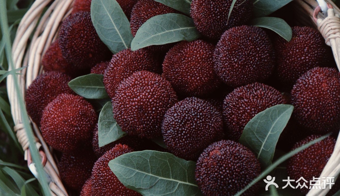 江浙沪周边游 | 又到杨梅季仙居杨梅熟了