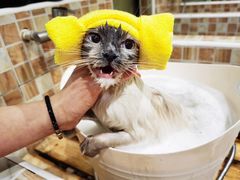 -汪小喵宠物·戴维斯乐芳希施宠馨宝皮毛调理洗护店