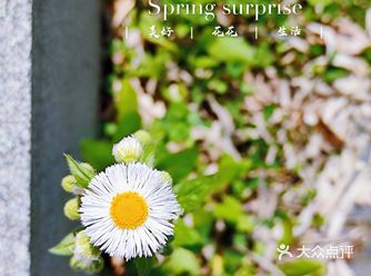 攻略|手机近距离拍花花的一点小tips