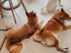 -柴犬高等学院·狗咖·柴犬售卖·宠物训练