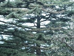 -香山公园
