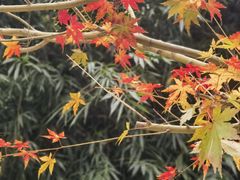 -绳金塔
