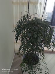 -HEYAN荷妍专业脱毛连锁机构