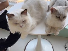 -怪兽屋·羊驼·猫咖·狗咖(俊华广场店)