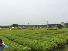 -雪绿茶博物馆