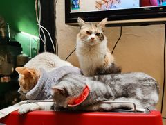 -猫色咖啡·猫咖