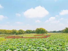 -洪湖生态旅游区