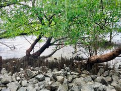 -宝安西湾红树林湿地公园