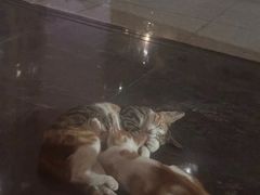 -瑞派康怡24h宠物医院·犬猫医疗中心·微创绝育(瑞景分院)
