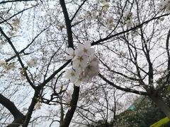 -武汉大学-樱园