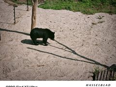 -青藏高原野生动物园