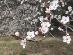 -大蜀山国家森林公园