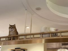 -滚猫咖啡·猫咖·猫友好撸猫(未来城店)