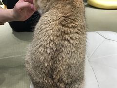 -逗柴咖啡屋·狗咖猫咖宠物桌游