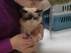-中农国际动物医院24小时·猫科·骨科·急重症中心