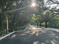 -大湾区中央湿地公园
