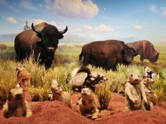 -陕西自然博物馆