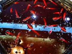 -绵阳森林雨鸭肠王火锅城(丽景花城店)