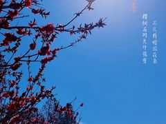 -贡湖湾湿地公园