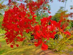 -中国科学院西双版纳热带植物园