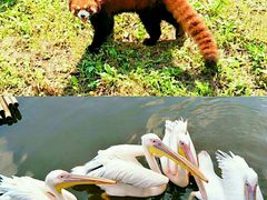 -沈阳森林动物园