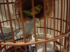 -小厨娘淮扬菜(六合欢乐港店)