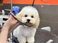-宠宠熊宠物美容(星湖街店)