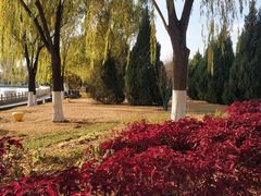 -莲花池公园