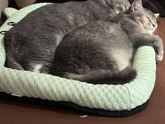 -MOCHA明星猫咖(田子坊店)