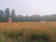 景点-北京东方普罗旺斯薰衣草庄园