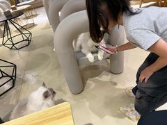 -藏猫猫咖啡主题馆(中央大道店)