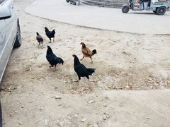-特克斯八卦城
