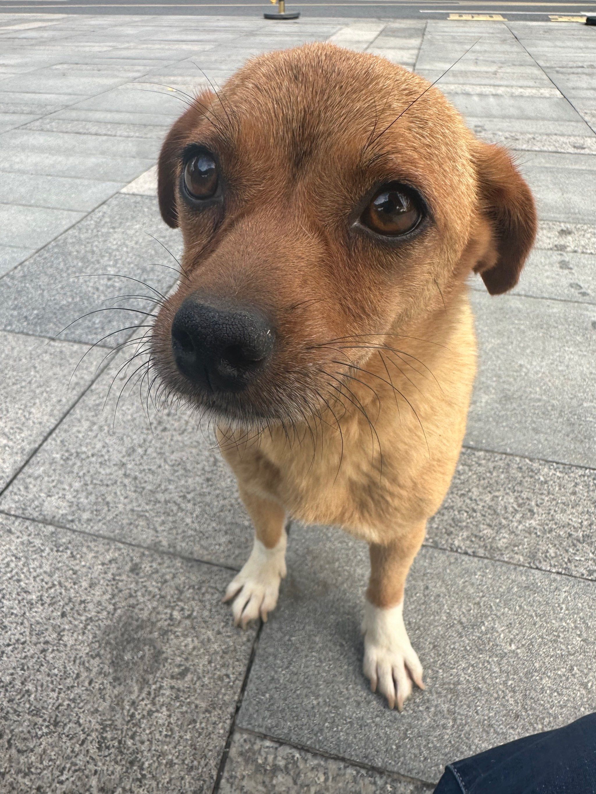 今日份可爱条狗呀