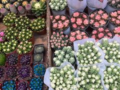 -循礼门鲜花花市(武汉循礼门店)