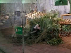 -深圳野生动物园