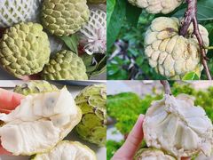 -港华水果街(港华广场店)