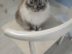 -喵的天空名猫咖啡馆·撸猫·猫舍·用品