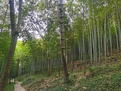 -上海佘山国家森林公园天马山园