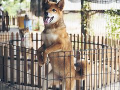 -柴犬高等学院·狗咖·柴犬售卖·宠物训练