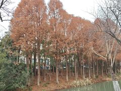 -青枫公园